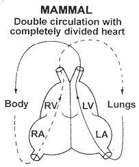 1419_mammals heart.png